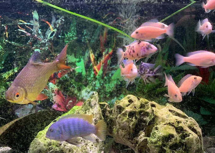 Mon-chery San Ġwann